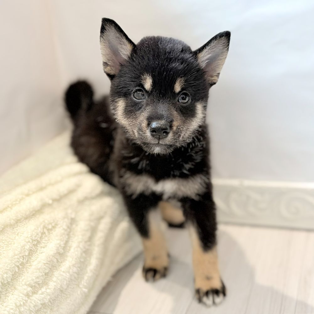 愛知県の柴犬(標準サイズ) (犬の家＆猫の里春日井本店/2026年6月16日生まれ/女の子/黒)の子犬の2枚目の画像