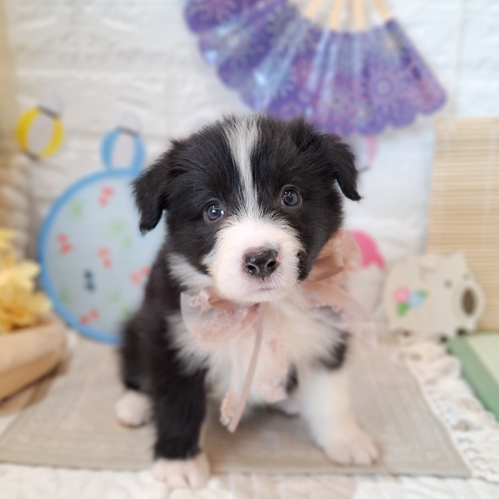 静岡県のボーダーコリー (犬の家＆猫の里富士店/2026年6月16日生まれ/女の子/ブラックホワイト)の子犬の1枚目の画像