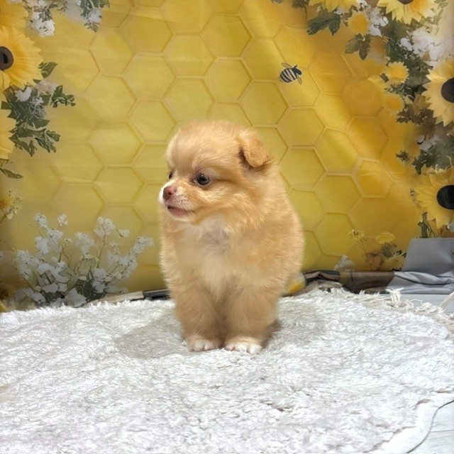 福岡県のポメチワ/チワポメ/ポメチー(ポメラニアン×チワワ) (犬の家＆猫の里トリアス久山店/2026年6月16日生まれ/男の子/クリーム)の子犬の2枚目の画像