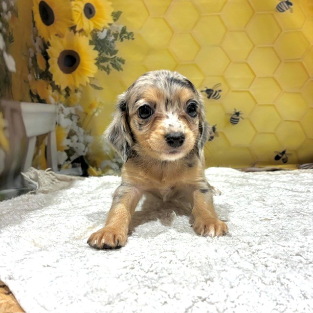 福岡県のチワックス(チワワ×ダックス) (犬の家＆猫の里トリアス久山店/2026年6月15日生まれ/女の子/ブルーマール)の子犬の1枚目の画像