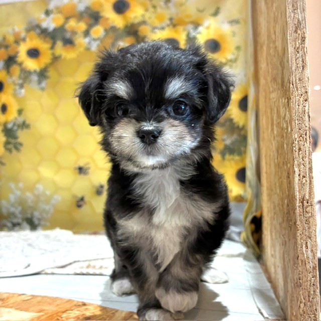 ハーフ犬女の子の写真