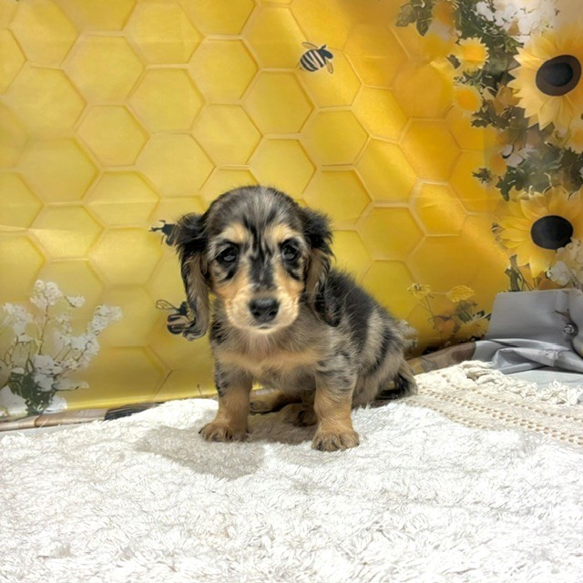 福岡県のミニチュアダックスフンド(ロング) (犬の家＆猫の里トリアス久山店/2026年6月16日生まれ/女の子/シルバーダップル)の子犬の2枚目の画像