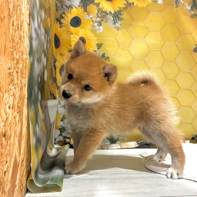 生体画像２