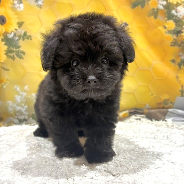 福岡県のポメプー(ポメラニアン×プードル) (犬の家＆猫の里トリアス久山店/2026年6月14日生まれ/男の子/ブラック)の子犬の1枚目の画像