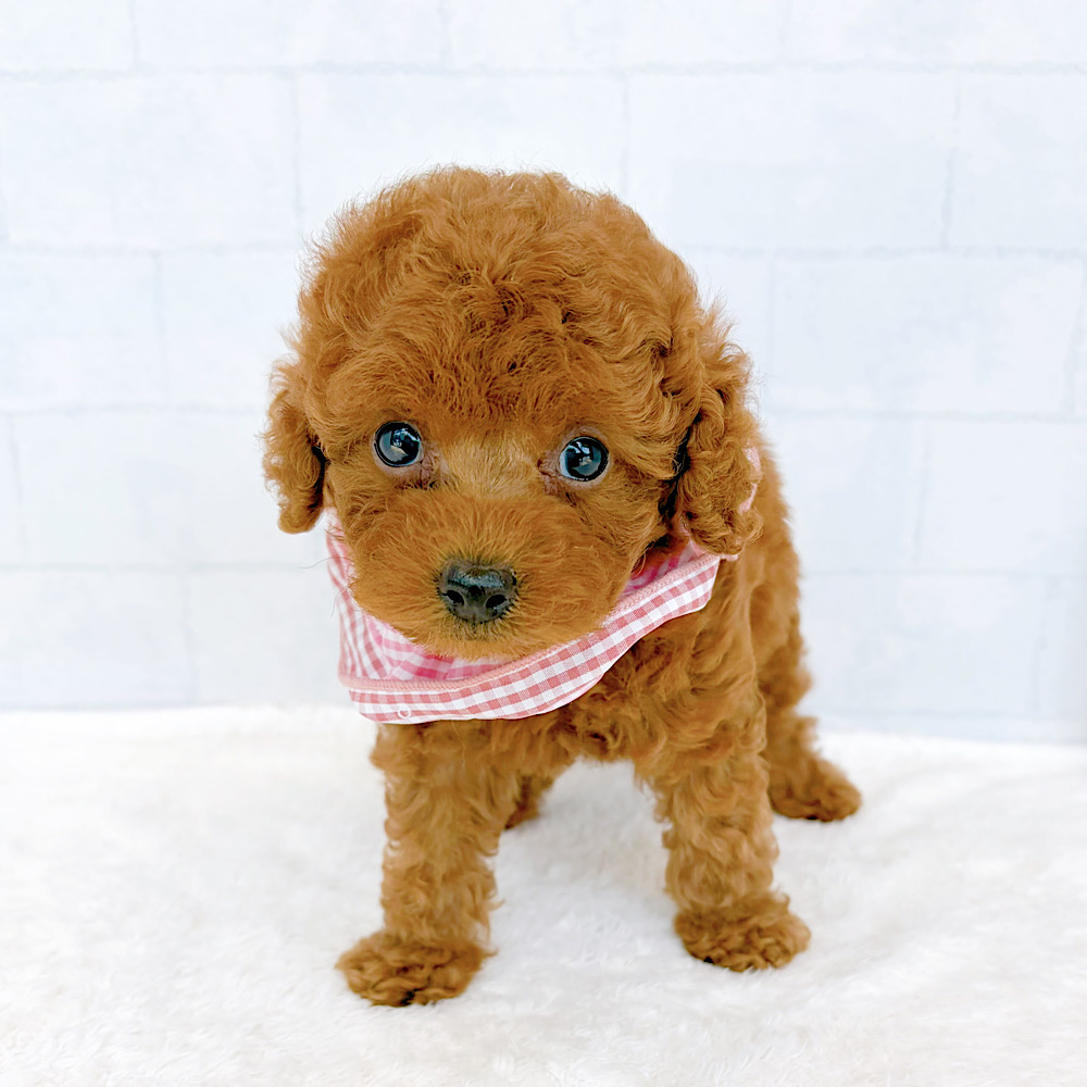 石川県のトイプードル(トイ) (犬の家＆猫の里金沢店/2026年6月16日生まれ/女の子/レッド)の子犬の1枚目の画像