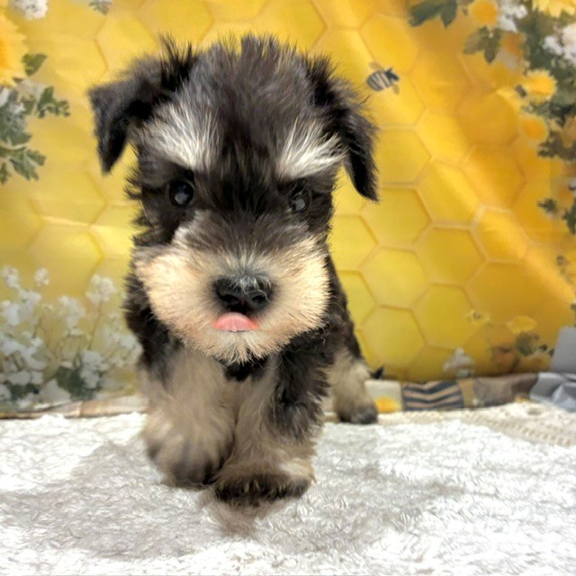 福岡県のミニチュアシュナウザー (犬の家＆猫の里トリアス久山店/2026年6月14日生まれ/男の子/ブラックシルバー)の子犬の2枚目の画像