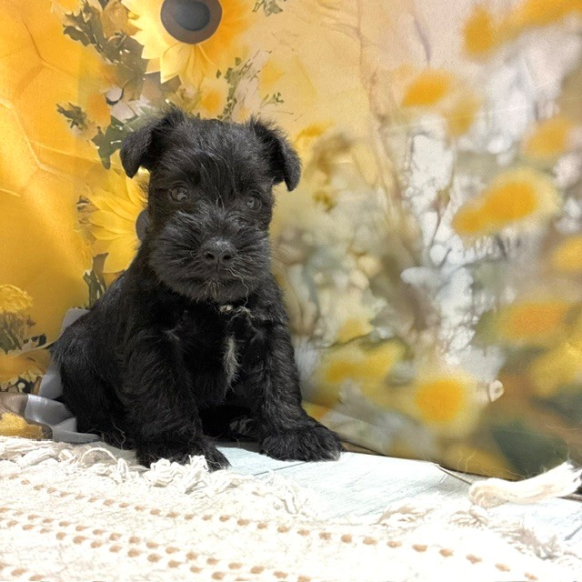 福岡県のミニチュアシュナウザー (犬の家＆猫の里トリアス久山店/2026年6月12日生まれ/男の子/ブラック)の子犬の2枚目の画像