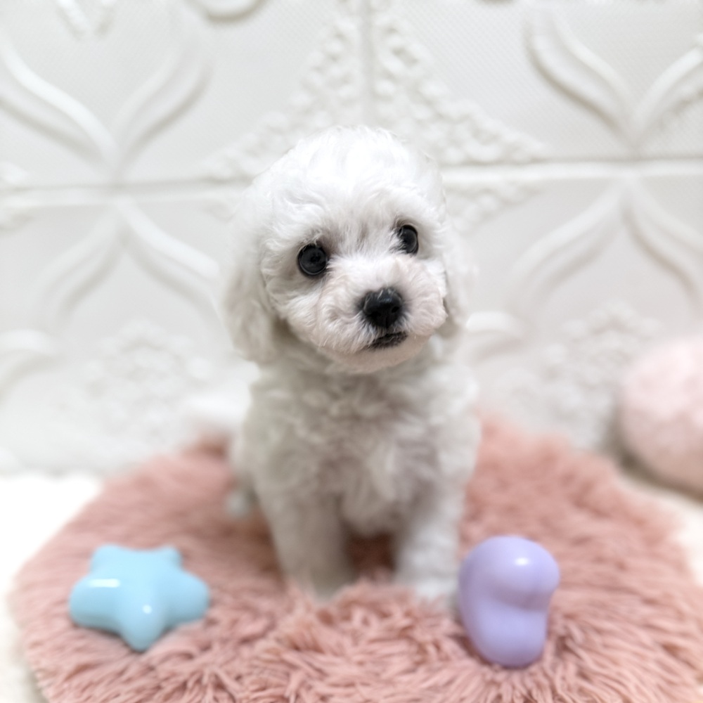 愛知県のビションフリーゼ (犬の家＆猫の里岡崎店/2026年6月16日生まれ/男の子/ホワイト)の子犬の2枚目の画像