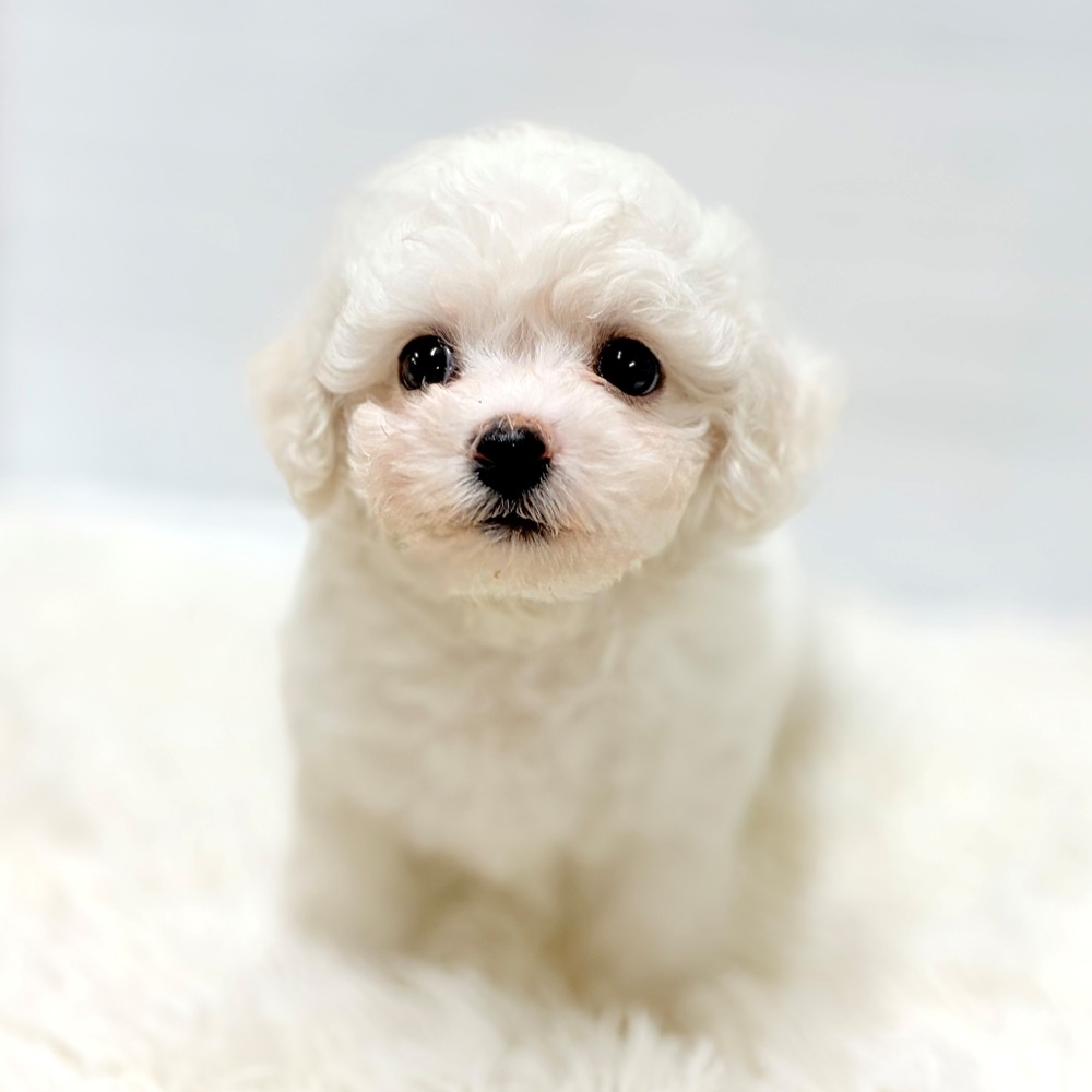 愛知県のビションフリーゼ (犬の家＆猫の里豊田店/2026年6月16日生まれ/女の子/ホワイト)の子犬の1枚目の画像
