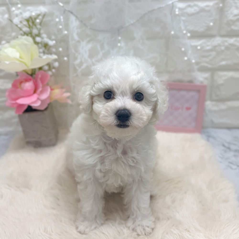 福井県のビションフリーゼ (犬の家＆猫の里アミーゴ福井大和田店/2026年6月16日生まれ/女の子/ホワイト)の子犬の2枚目の画像