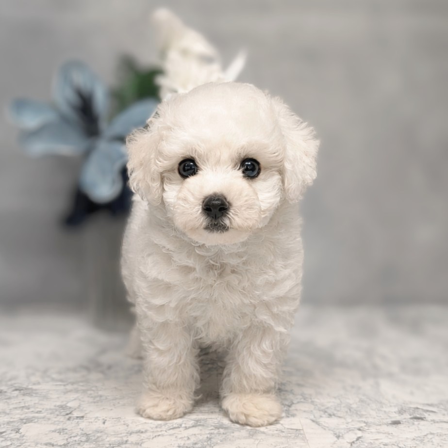 愛知県のビションフリーゼ (犬の家＆猫の里安城店/2026年6月16日生まれ/男の子/ホワイト)の子犬の1枚目の画像