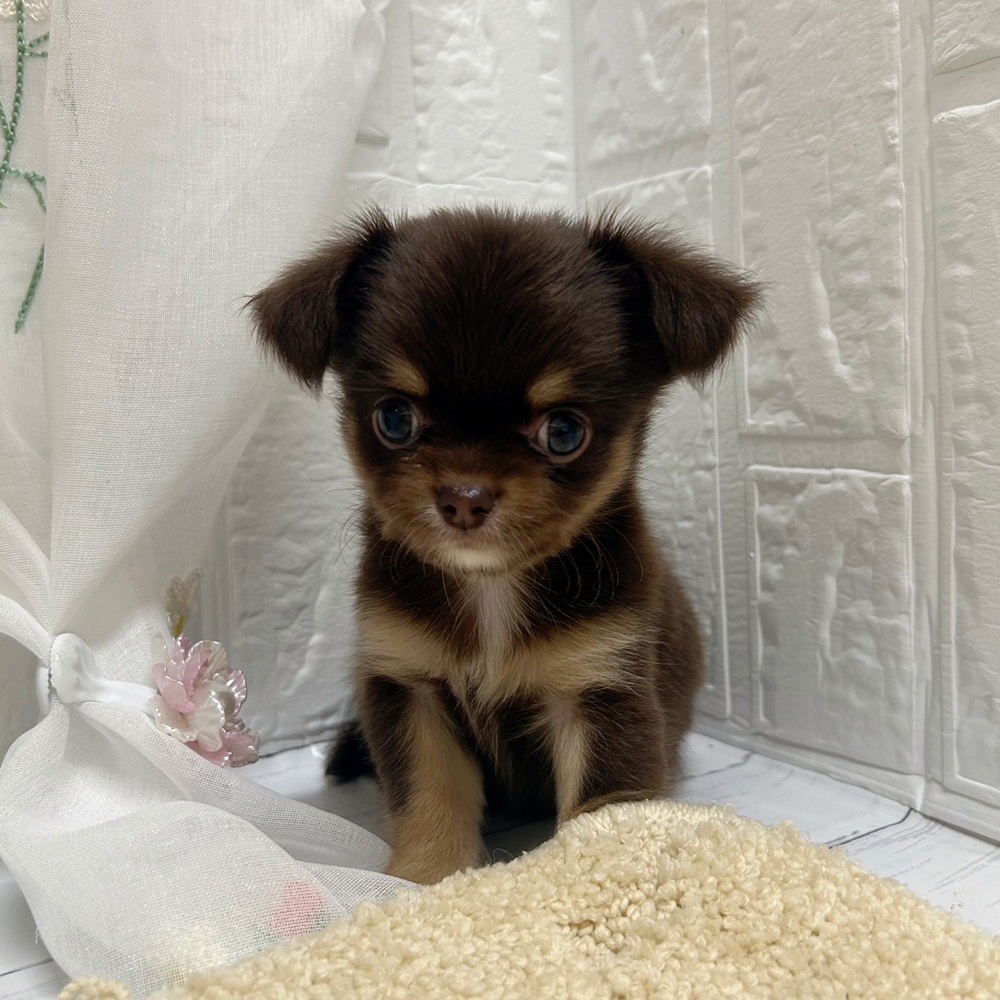 岡山県のチワワ(ロング) (犬の家＆猫の里岡山店/2026年6月16日生まれ/男の子/チョコレートタンホワイト)の子犬の2枚目の画像