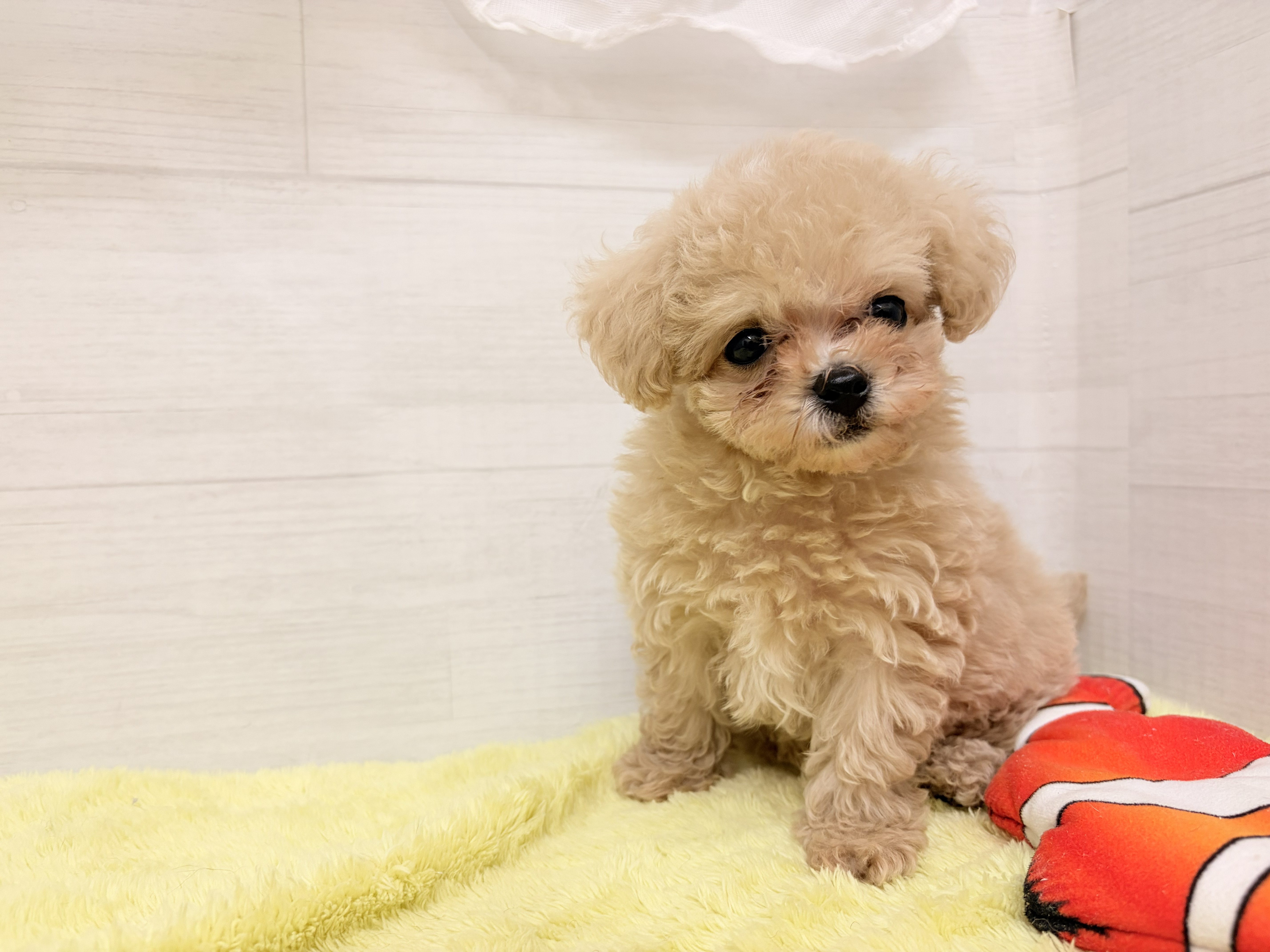 愛知県のマルプー(マルチーズ×プードル) (犬の家＆猫の里碧南店/2026年6月17日生まれ/男の子/クリームホワイト)の子犬の2枚目の画像