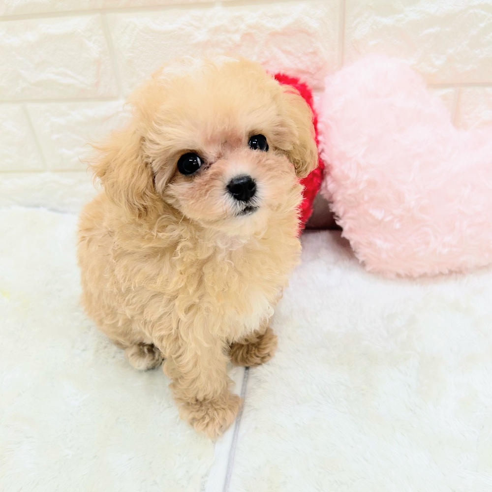 愛知県のマルプー(マルチーズ×プードル) (犬の家＆猫の里アミーゴ神の倉店/2026年6月17日生まれ/男の子/アプリコットホワイト)の子犬の2枚目の画像