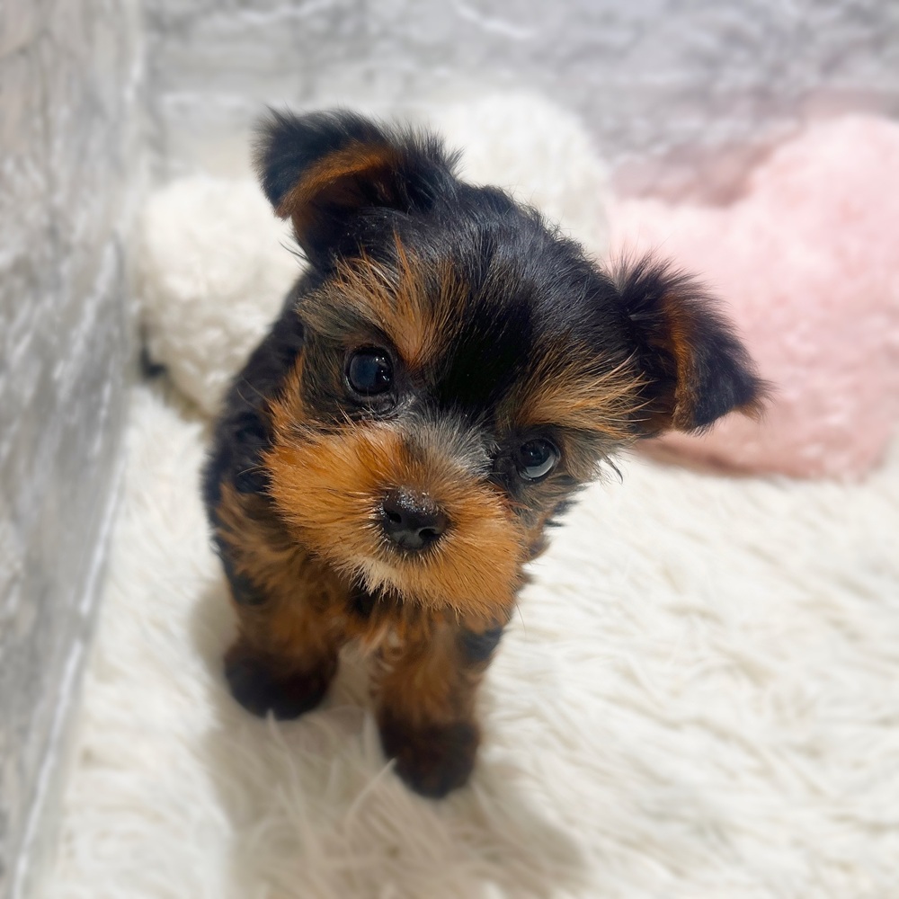 愛知県のヨークシャーテリア (犬の家＆猫の里MiO香久山店/2026年6月13日生まれ/女の子/スチールブルータン)の子犬の2枚目の画像