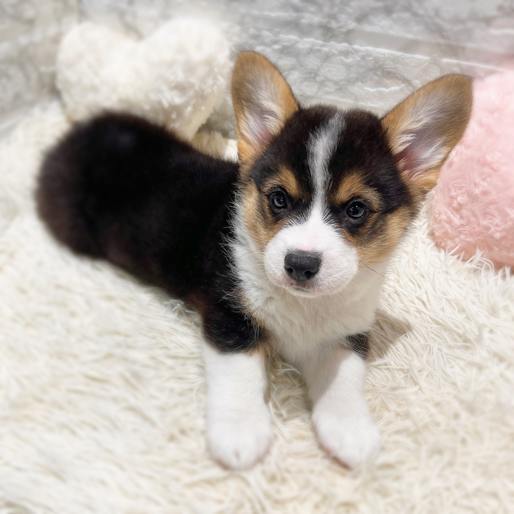 愛知県のウェルシュコーギーペンブローク (犬の家＆猫の里MiO香久山店/2026年6月17日生まれ/男の子/ブラックタンホワイト)の子犬の2枚目の画像