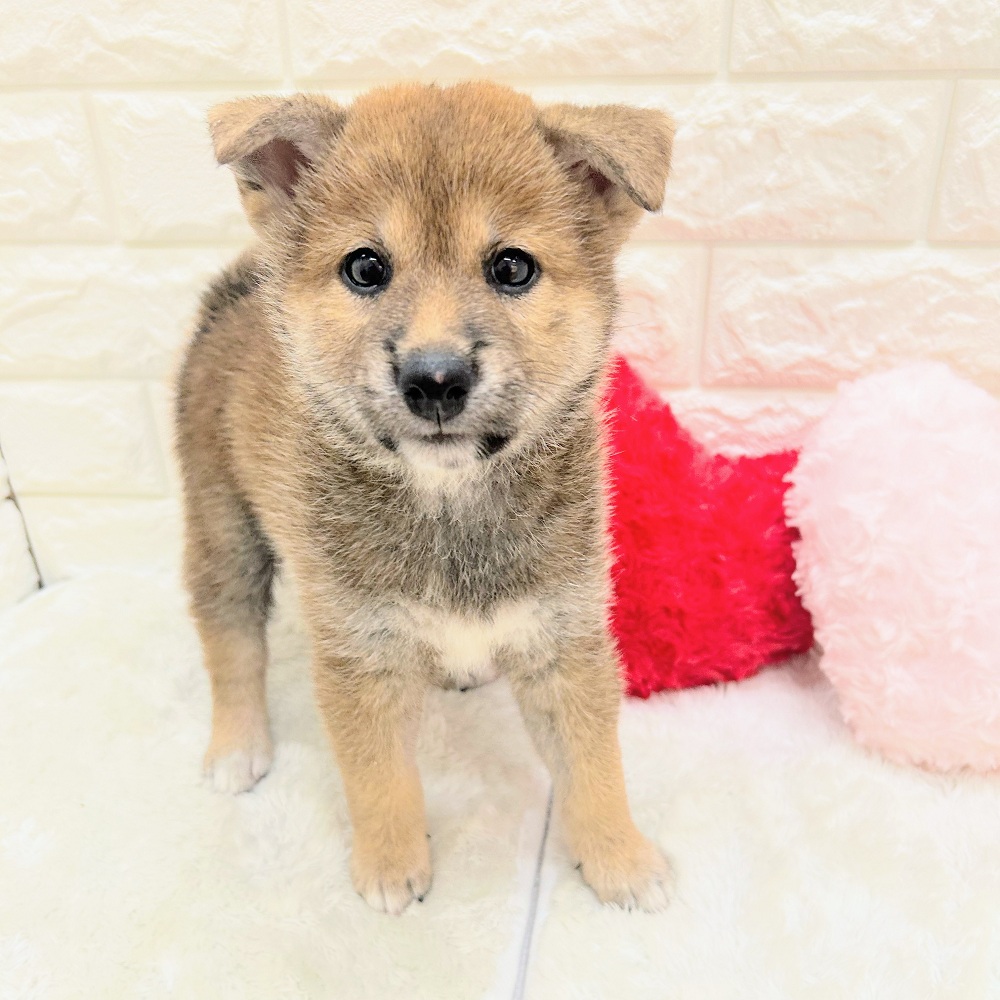 愛知県の柴犬(標準サイズ) (犬の家＆猫の里アミーゴ神の倉店/2026年6月17日生まれ/女の子/赤)の子犬の2枚目の画像