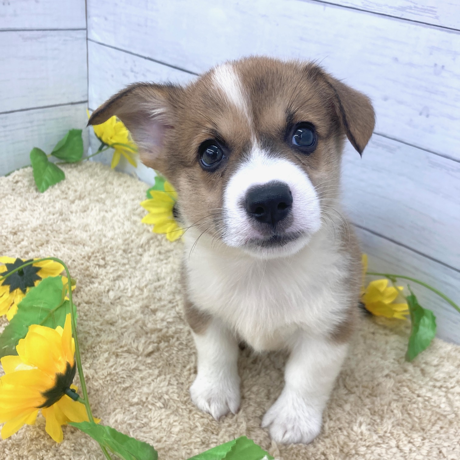 愛知県のウェルシュコーギーペンブローク (犬の家＆猫の里七宝店/2026年6月17日生まれ/男の子/セーブルホワイト)の子犬の2枚目の画像