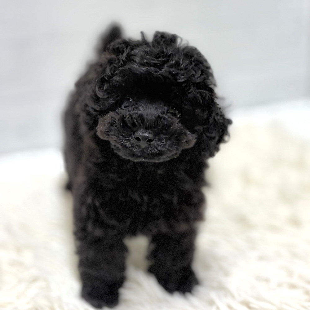 愛知県のトイプードル(タイニー) (犬の家＆猫の里豊田店/2026年6月17日生まれ/男の子/ブラック)の子犬の2枚目の画像