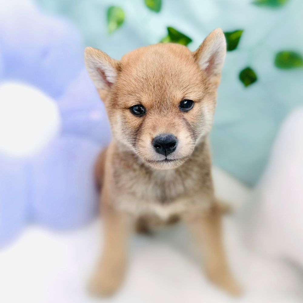 愛知県の柴犬(標準サイズ) (犬の家＆猫の里愛知刈谷店/2026年6月17日生まれ/男の子/赤)の子犬の1枚目の画像