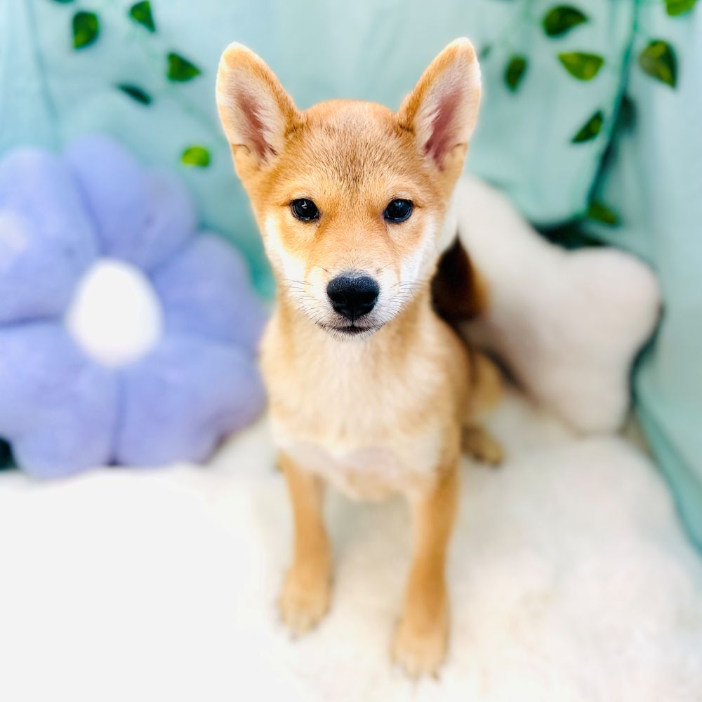 愛知県の柴犬(標準サイズ) (犬の家＆猫の里愛知刈谷店/2026年6月17日生まれ/男の子/赤)の子犬の1枚目の画像