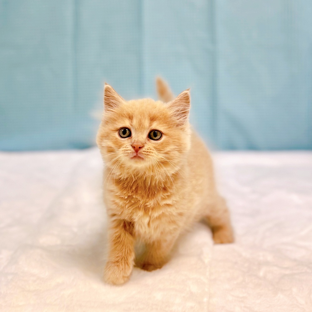 愛知県のミヌエット (犬の家＆猫の里一宮店/2026年6月17日生まれ/男の子/クリームタビー)の子猫の2枚目の画像