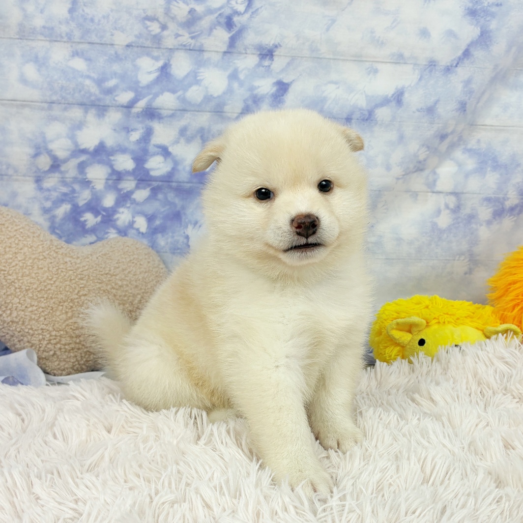 兵庫県の柴犬(標準サイズ) (犬の家＆猫の里川西店/2026年6月14日生まれ/男の子/白)の子犬の1枚目の画像