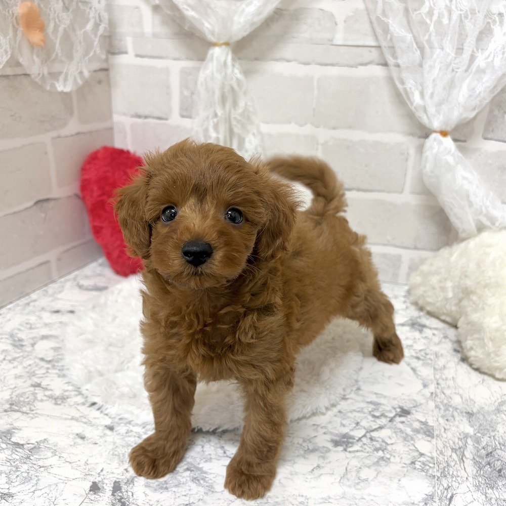京都府のシュナプー(シュナウザー×プードル) (犬の家＆猫の里京都精華店/2026年6月14日生まれ/男の子/アプリコット)の子犬の2枚目の画像