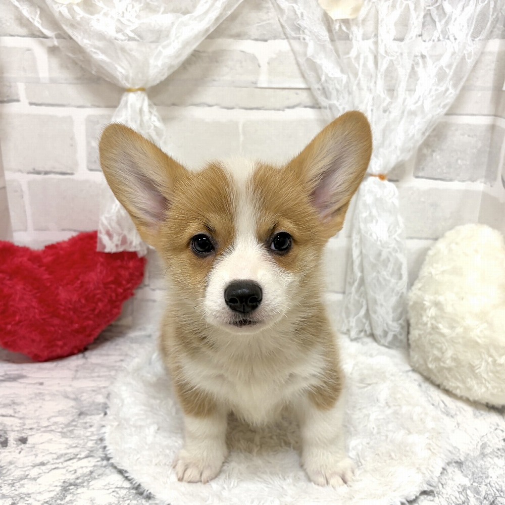 京都府のウェルシュコーギーペンブローク (犬の家＆猫の里京都精華店/2026年6月16日生まれ/女の子/セーブルホワイト)の子犬の2枚目の画像