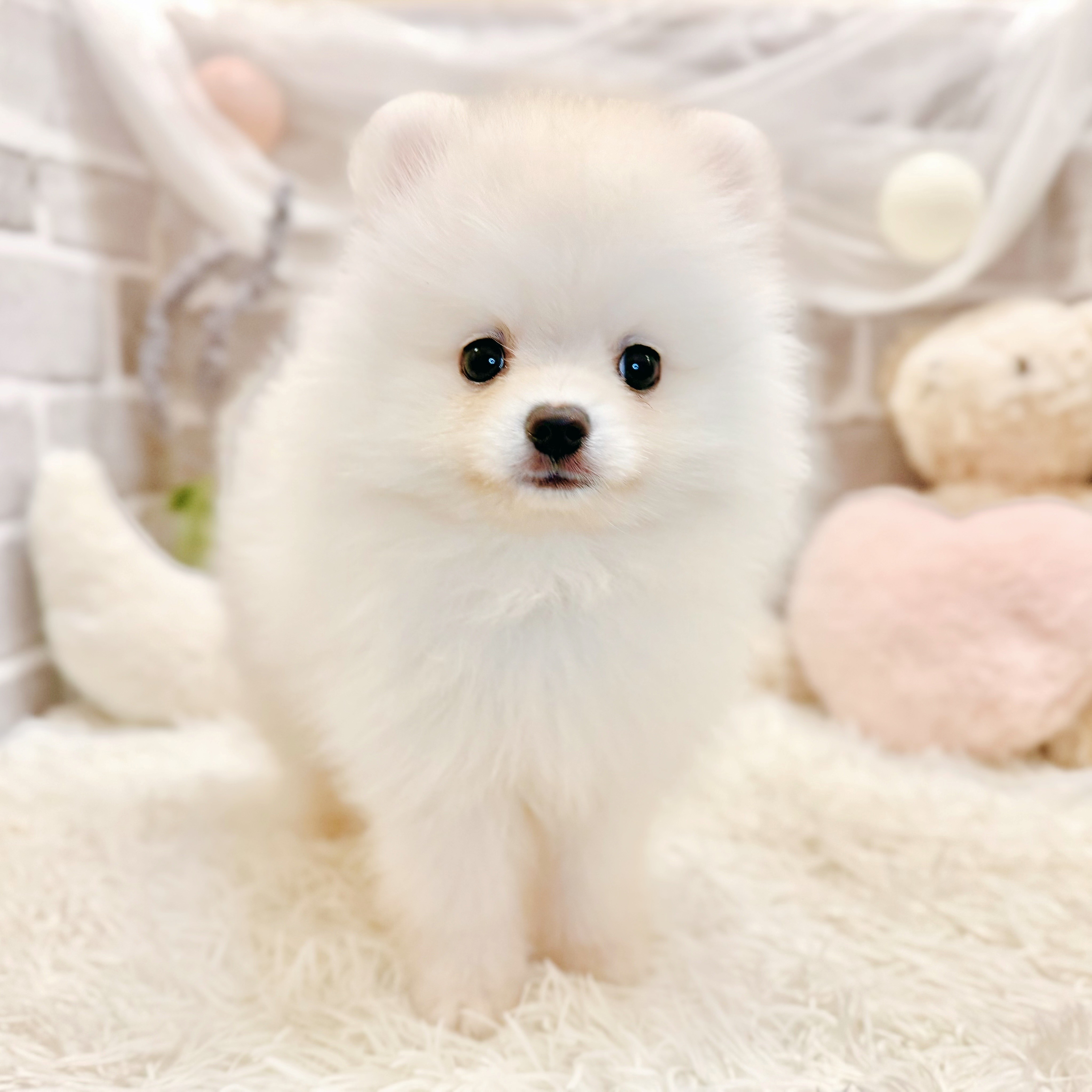 兵庫県のポメラニアン (犬の家＆猫の里神戸店/2026年6月14日生まれ/男の子/クリーム)の子犬の2枚目の画像