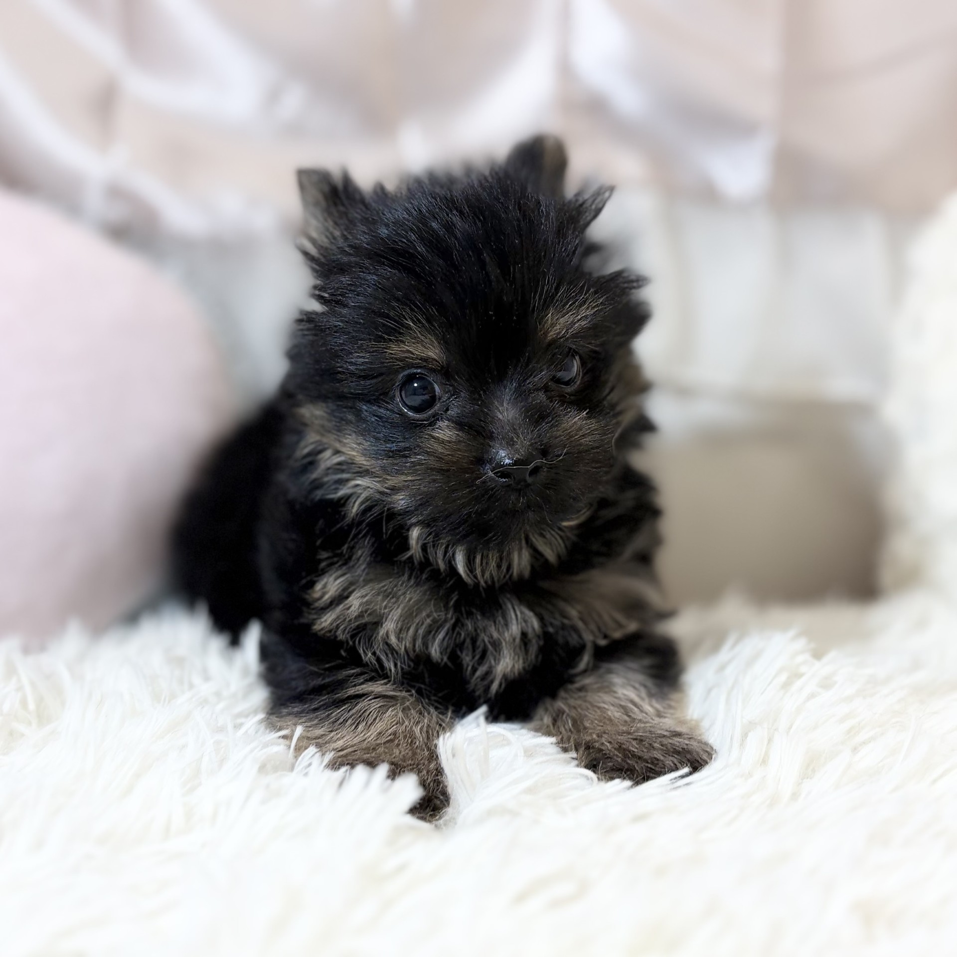 兵庫県のポメキー(ポメラニアン×ヨークシャーテリア) (犬の家＆猫の里カナート西神戸店/2026年6月17日生まれ/男の子/ブラックタン)の子犬の1枚目の画像