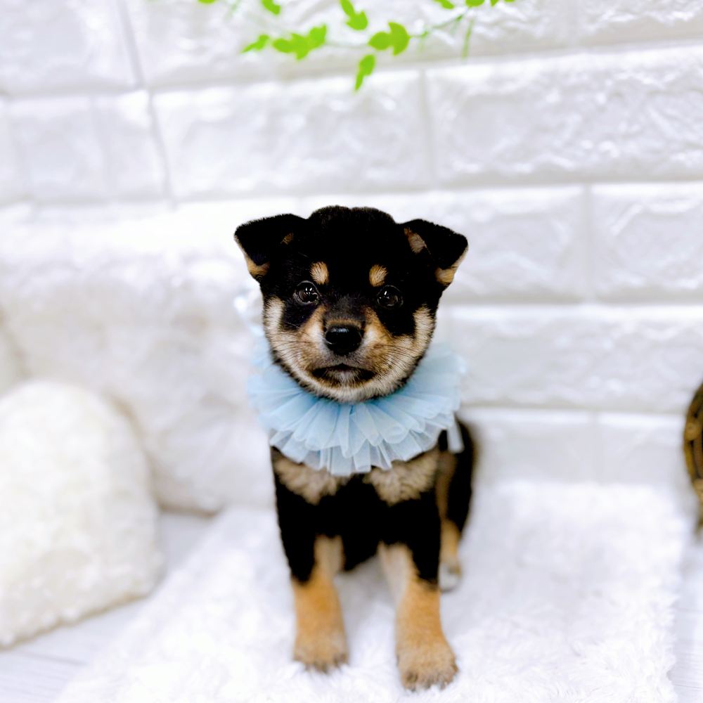 福井県の柴犬(標準サイズ) (犬の家＆猫の里アミーゴ福井店/2026年6月17日生まれ/男の子/黒)の子犬の1枚目の画像