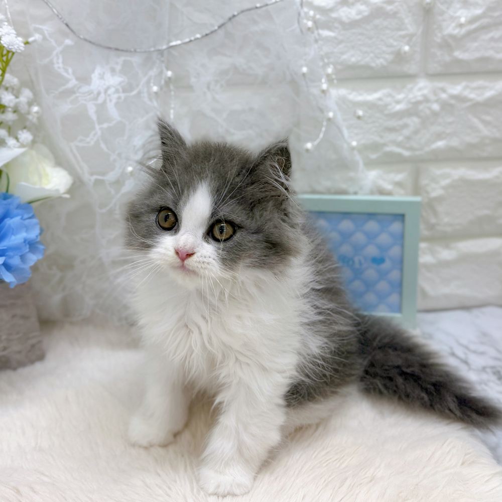 福井県のブリティッシュロングヘアー (犬の家＆猫の里アミーゴ福井大和田店/2026年6月9日生まれ/男の子/ブルーホワイト)の子猫の2枚目の画像