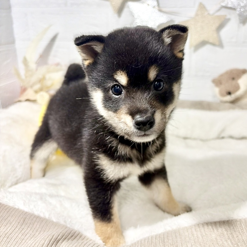 兵庫県の豆柴 (犬の家＆猫の里ニッケパークタウン加古川店/2026年6月15日生まれ/男の子/黒)の子犬の1枚目の画像