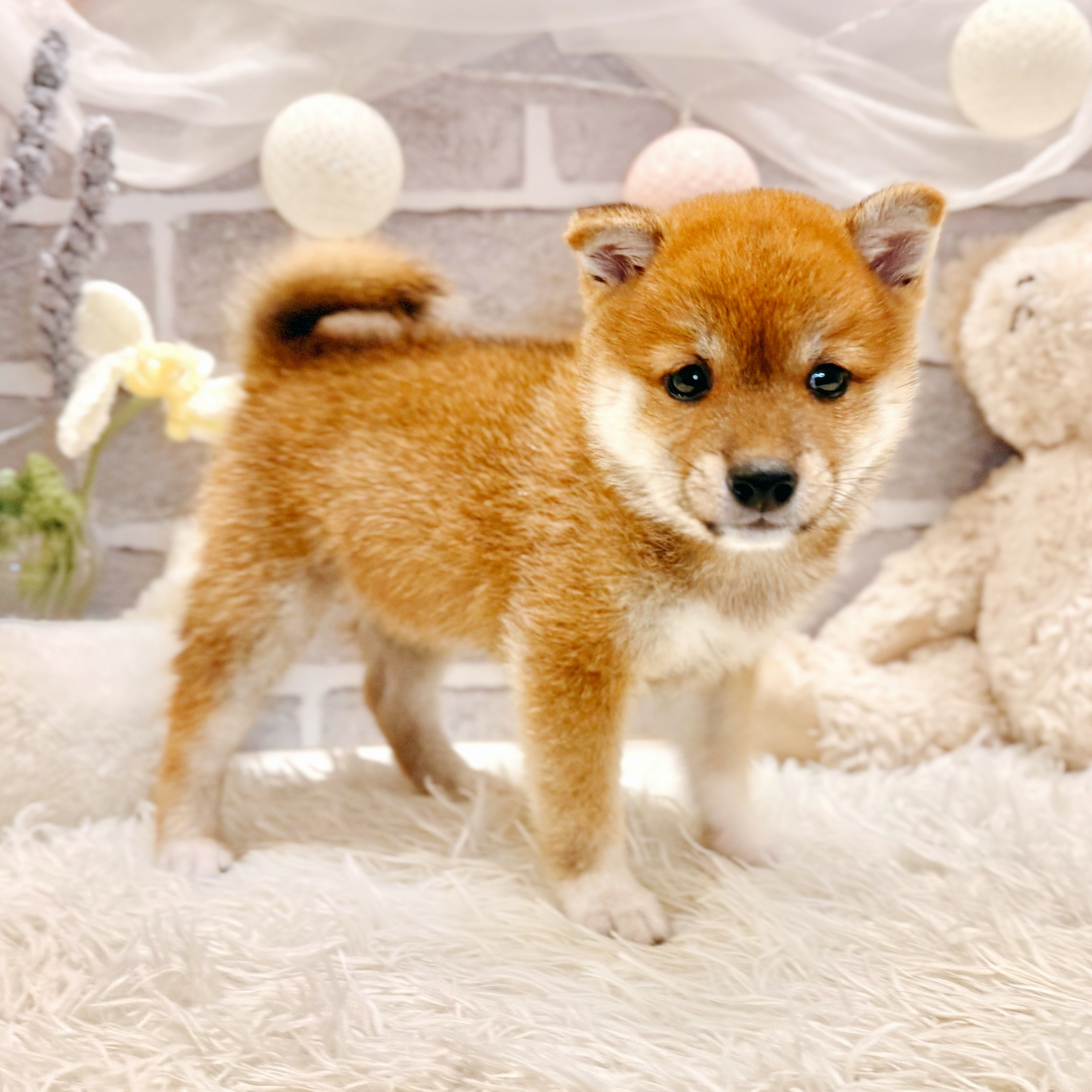 兵庫県の豆柴 (犬の家＆猫の里神戸店/2026年6月17日生まれ/女の子/赤)の子犬の2枚目の画像