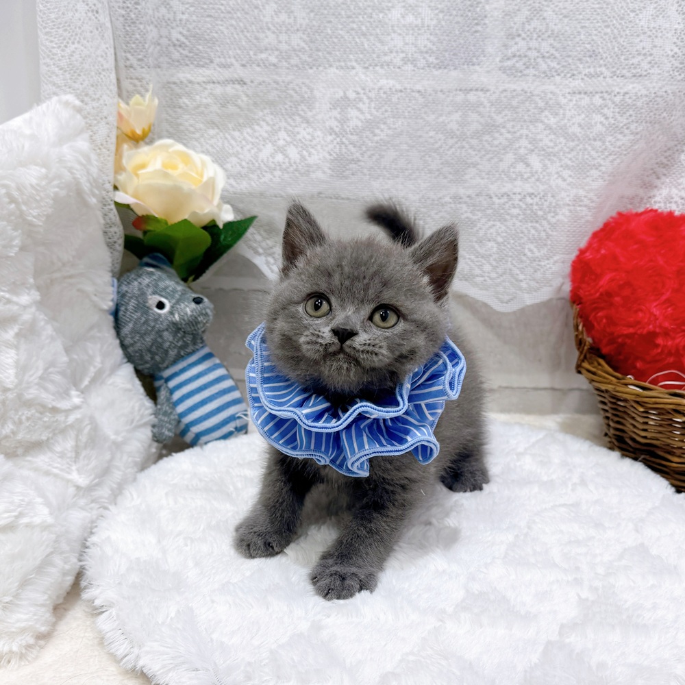 滋賀県のブリティッシュショートヘアー (犬の家＆猫の里長浜店/2026年6月15日生まれ/男の子/ブルー)の子猫の2枚目の画像