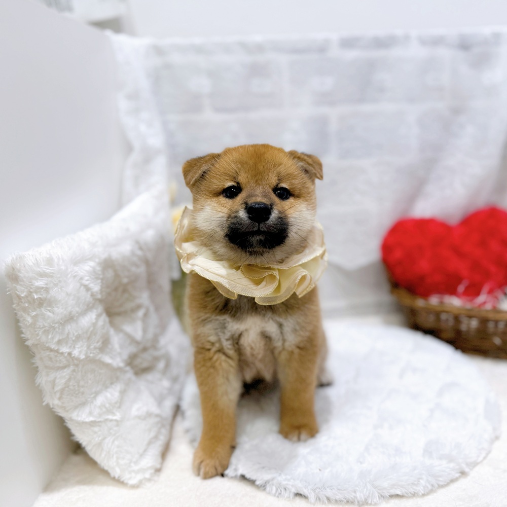 滋賀県の柴犬(標準サイズ) (犬の家＆猫の里長浜店/2026年6月15日生まれ/男の子/赤)の子犬の1枚目の画像