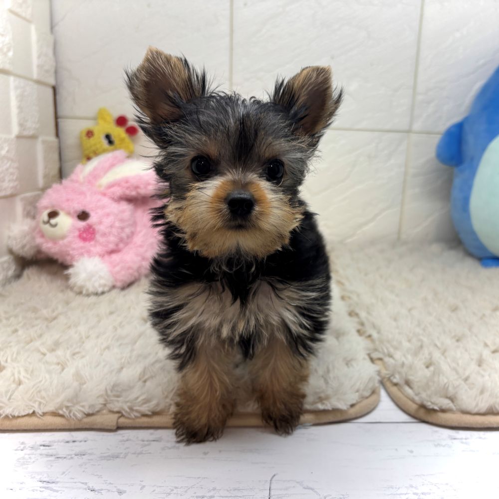 兵庫県のヨークシャーテリア (犬の家＆猫の里ゆめタウン姫路店/2026年6月17日生まれ/男の子/スチールブルータン)の子犬の2枚目の画像