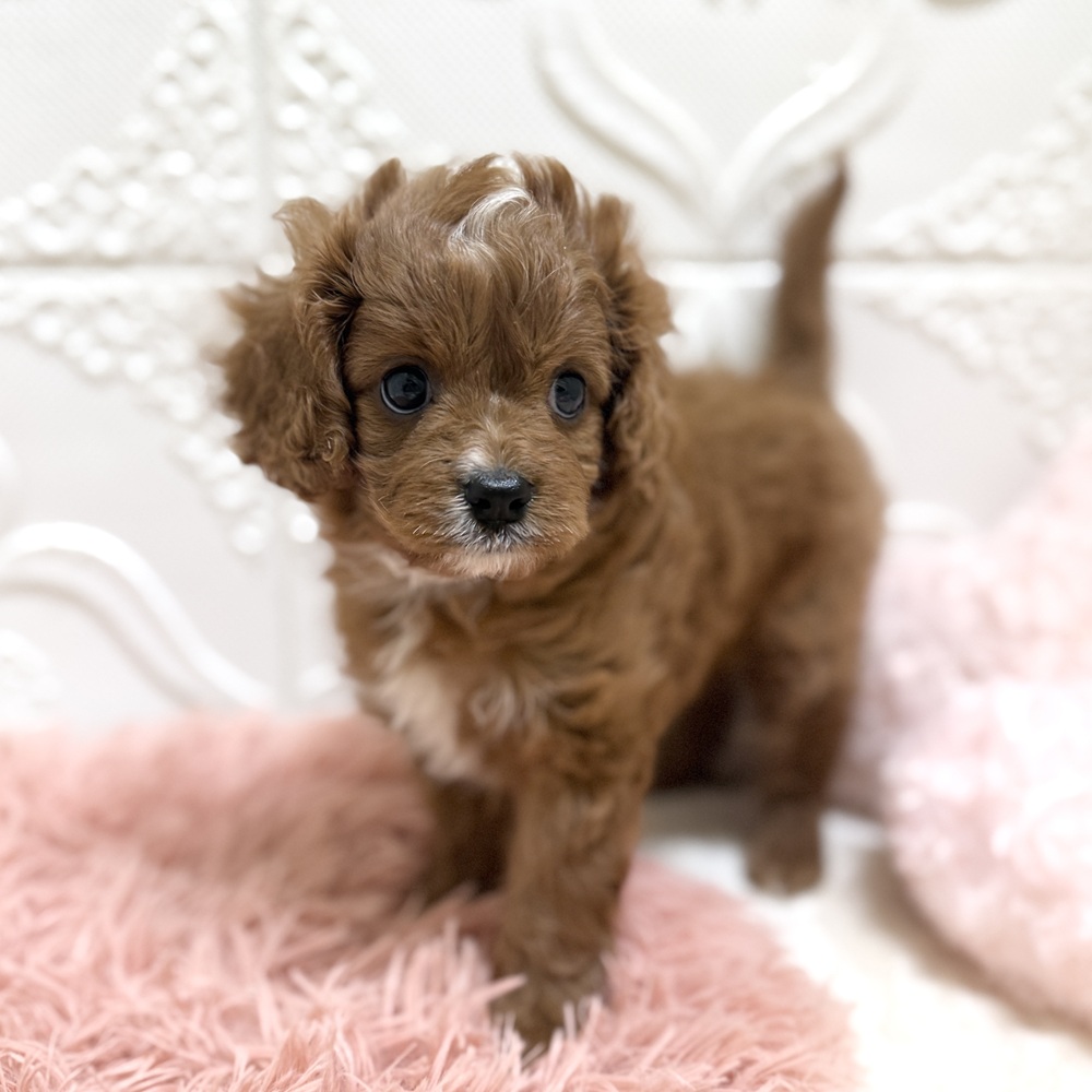 愛知県のキャバプー(キャバリア×プードル) (犬の家＆猫の里岡崎店/2026年6月12日生まれ/男の子/レッドホワイト)の子犬の2枚目の画像