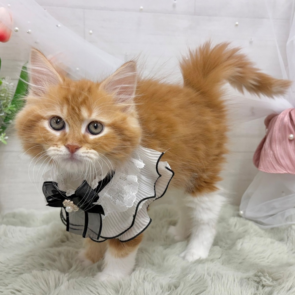 神奈川県のサイベリアン (犬の家＆猫の里相模原店/2026年6月13日生まれ/男の子/レッドタビーホワイト)の子猫の2枚目の画像