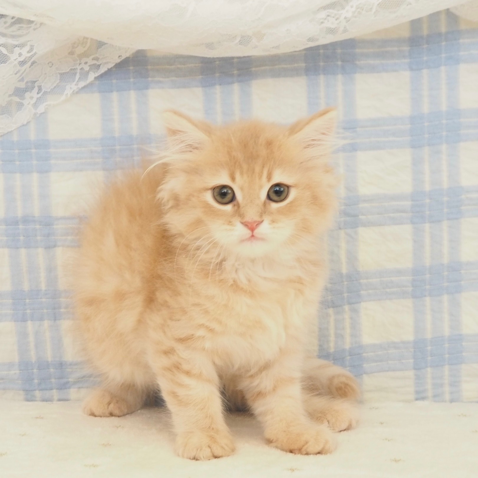 大阪府のサイベリアン (犬の家＆猫の里もりのみやキューズモールBASE店/2026年6月17日生まれ/男の子/クリームタビー)の子猫の1枚目の画像