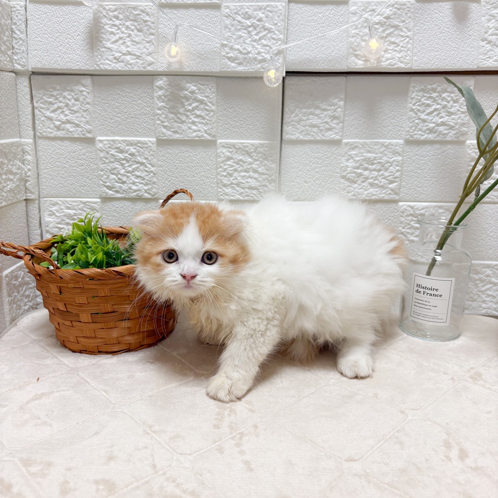 東京都のスコティッシュフォールド (犬の家＆猫の里ペットフォレスト小平店/2026年6月12日生まれ/女の子/レッドタビーホワイトバン)の子猫の2枚目の画像