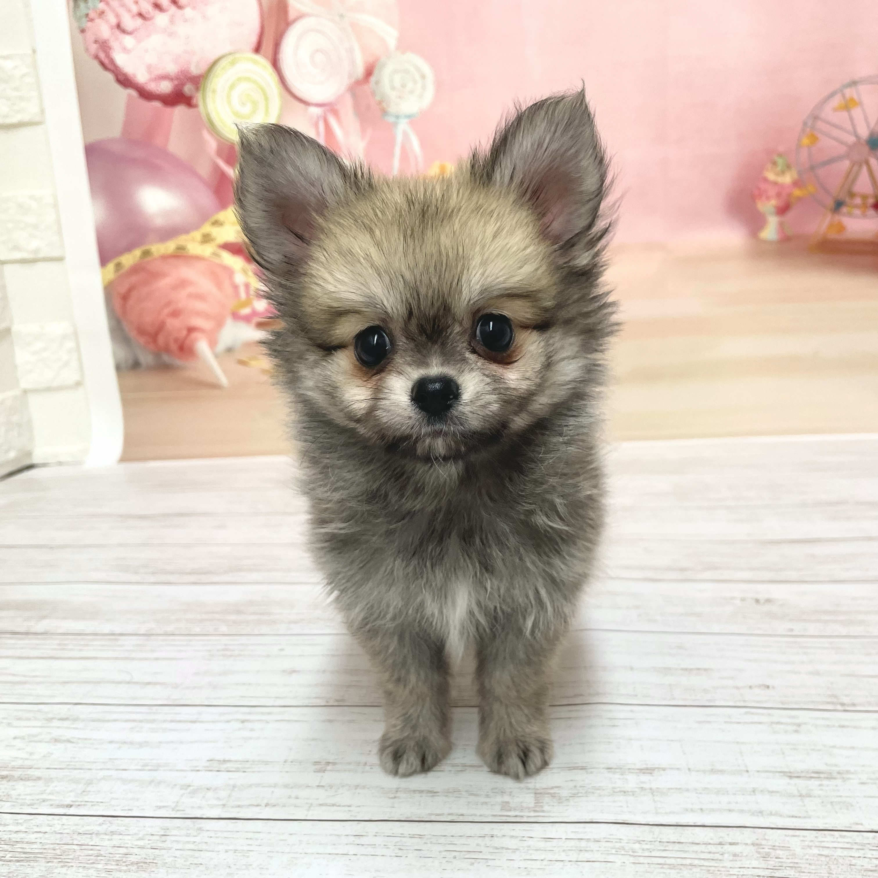兵庫県のポメチワ/チワポメ/ポメチー(ポメラニアン×チワワ) (犬の家＆猫の里尼崎店/2026年6月15日生まれ/女の子/フォーン)の子犬の1枚目の画像