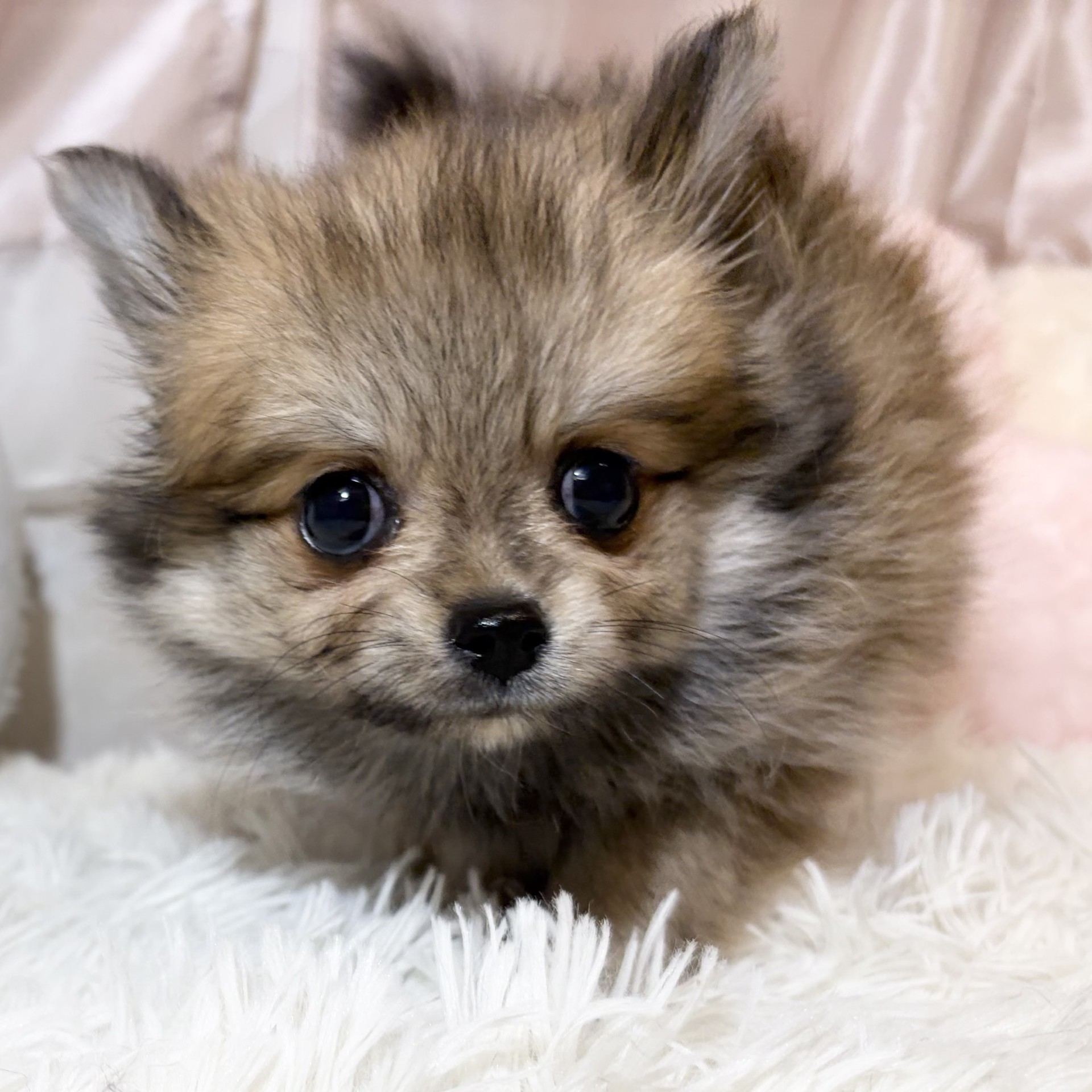 兵庫県のポメチワ/チワポメ/ポメチー(ポメラニアン×チワワ) (犬の家＆猫の里カナート西神戸店/2026年6月15日生まれ/女の子/フォーン)の子犬の1枚目の画像