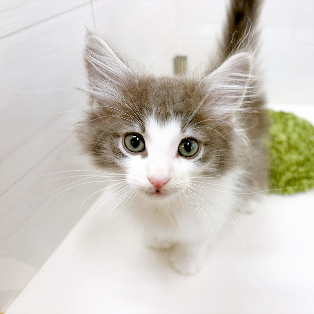 石川県のノルウェージャンフォレストキャット (犬の家＆猫の里アミーゴ金沢おこばた店/2026年6月13日生まれ/男の子/ブルータビーホワイト)の子猫の2枚目の画像