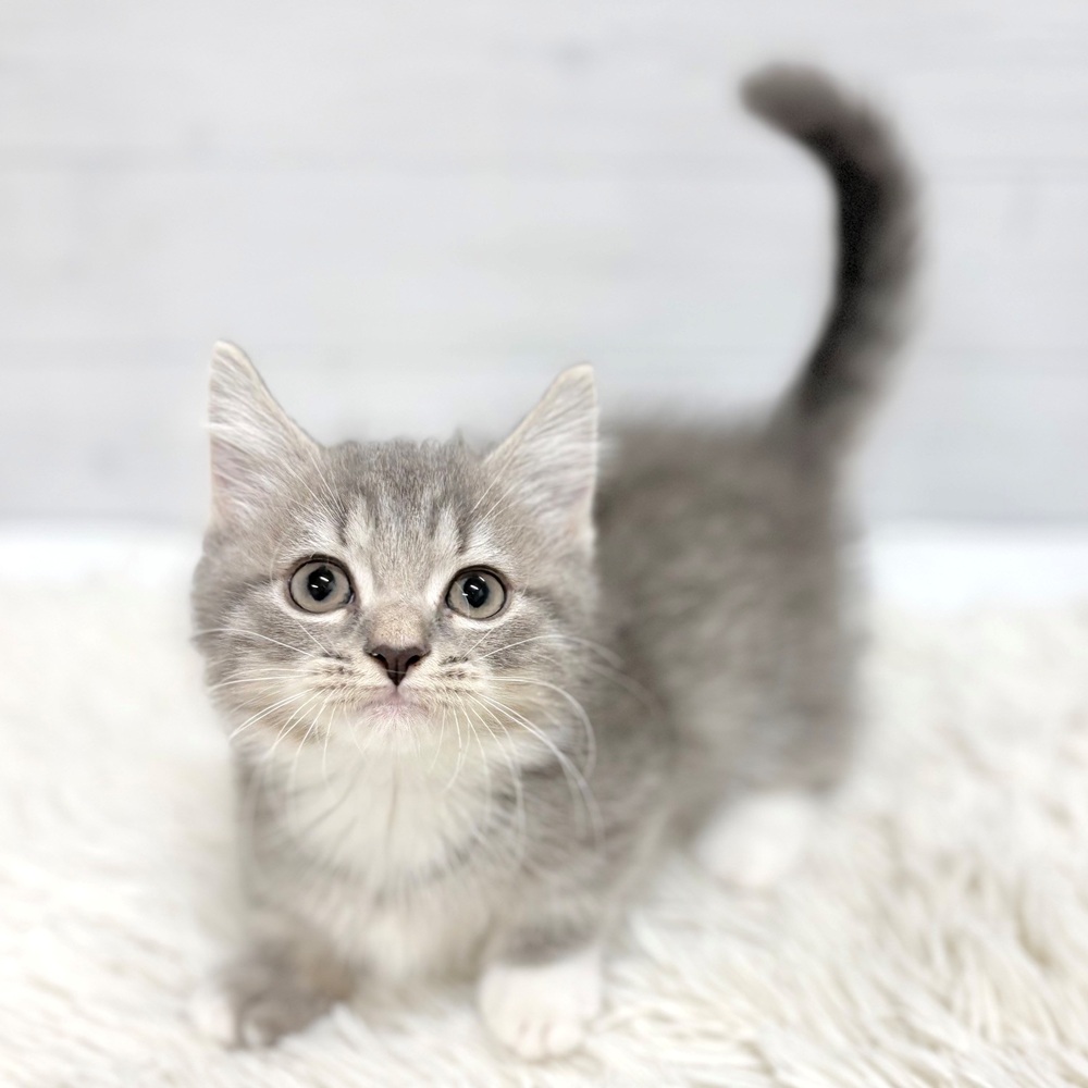 愛知県のマンチカン (犬の家＆猫の里豊田店/2026年6月12日生まれ/男の子/ブルーシルバータビーホワイト)の子猫の2枚目の画像