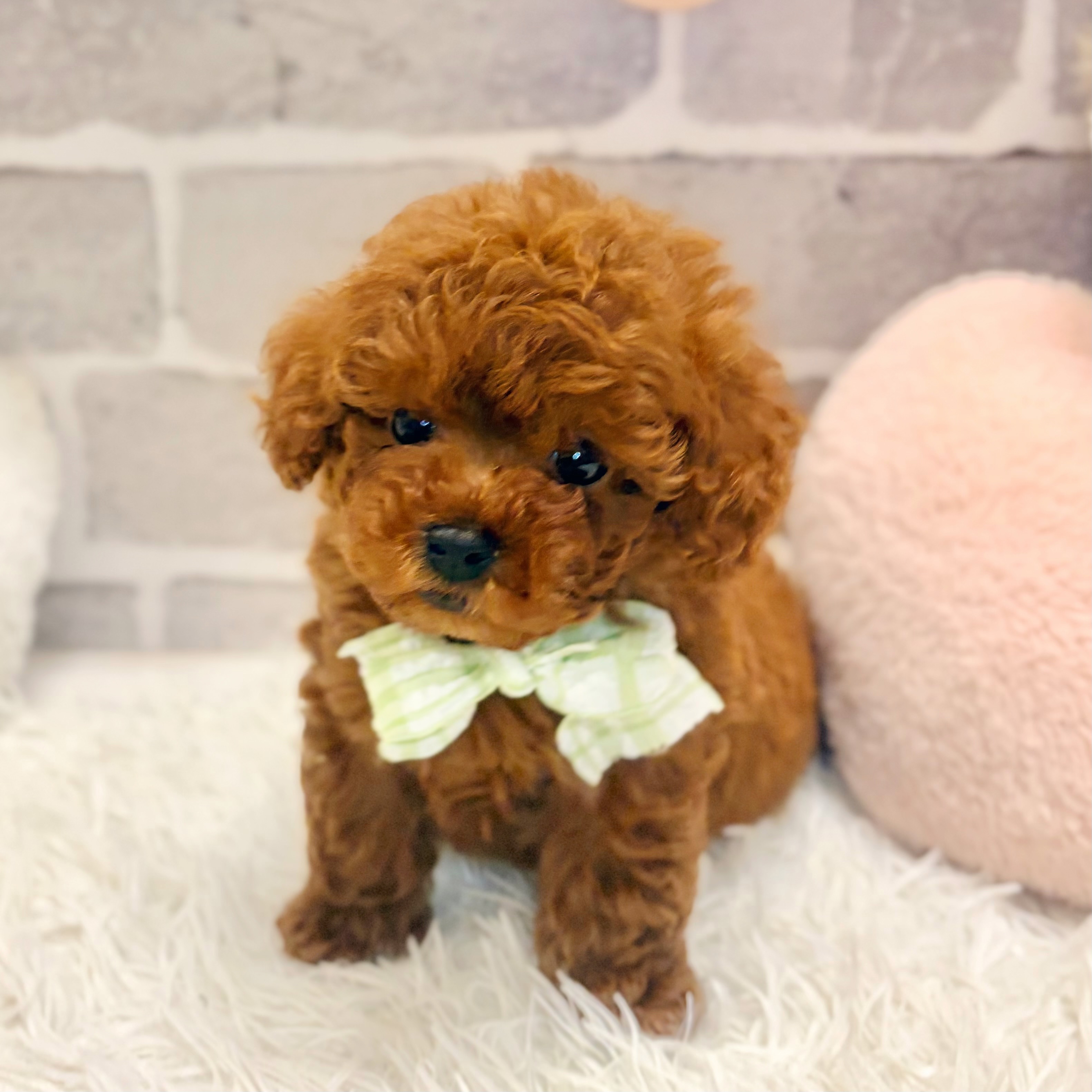 兵庫県のトイプードル(ティーカップ) (犬の家＆猫の里神戸店/2026年6月19日生まれ/男の子/レッドフォーン)の子犬の1枚目の画像