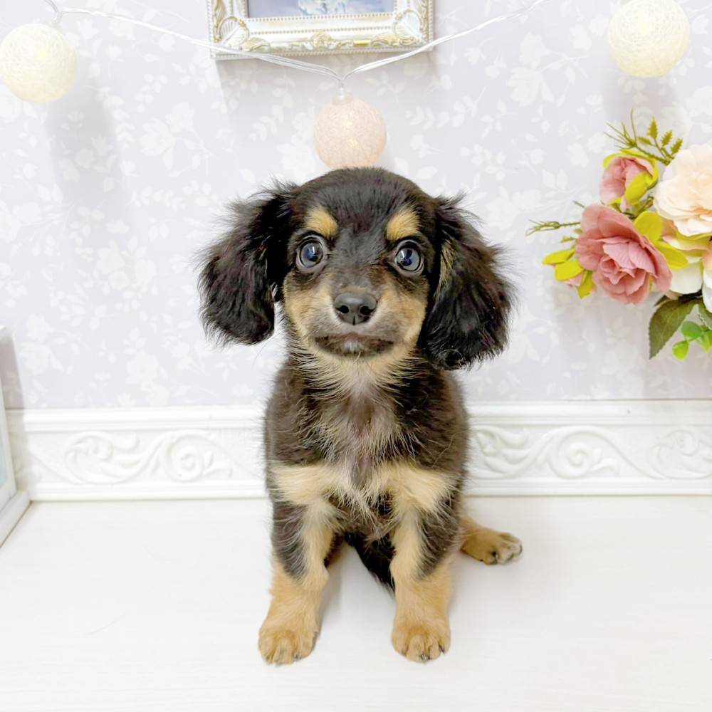 富山県のチワックス(チワワ×ダックス) (犬の家＆猫の里アミーゴ山室店/2026年6月17日生まれ/女の子/ブラックタン)の子犬の1枚目の画像