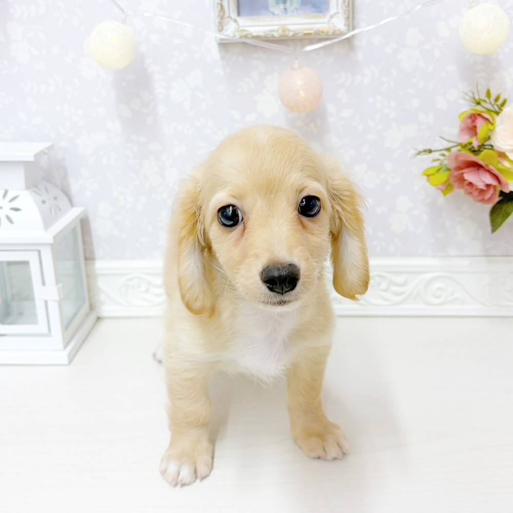 富山県のチワックス(チワワ×ダックス) (犬の家＆猫の里アミーゴ山室店/2026年6月17日生まれ/男の子/クリームホワイト)の子犬の1枚目の画像