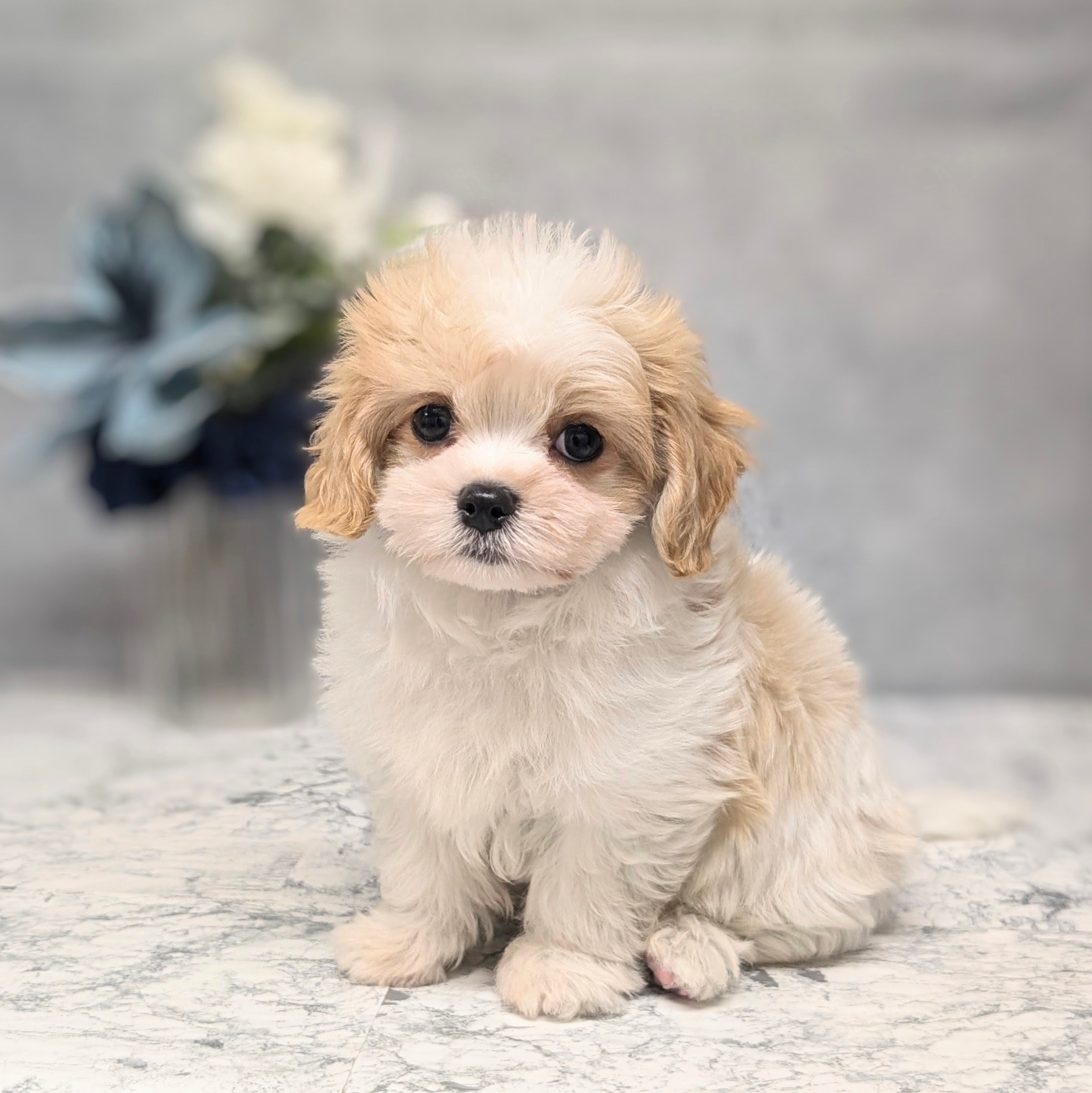 ハーフ犬男の子の写真